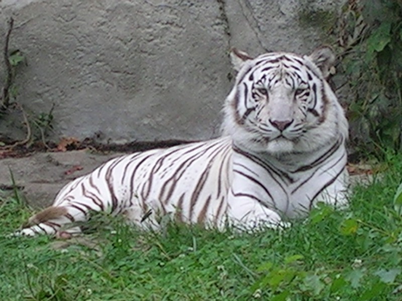 Λευκή τίγρης σκότωσε αγόρι!