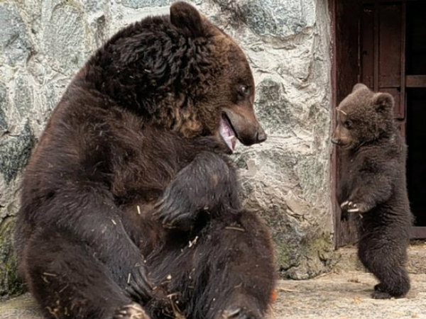 Προσέλαβε αρκούδα σε πάρτι γενεθλίων! (pics)