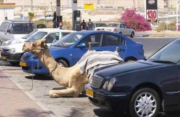 Απίστευτο: Πήγε για ψώνια με καμήλα!