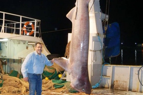 Καρχαρίας 5,5 μέτρων στην Εύβοια
