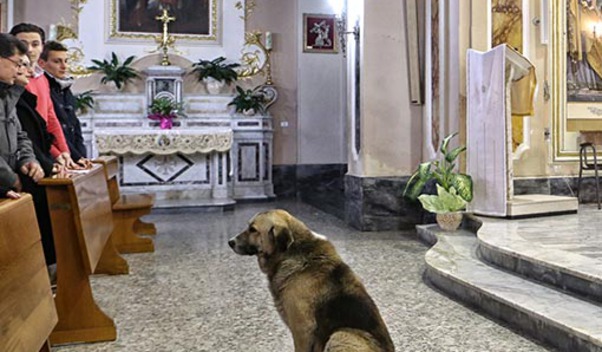ciccio-dog-goes-to-church-5-510x600