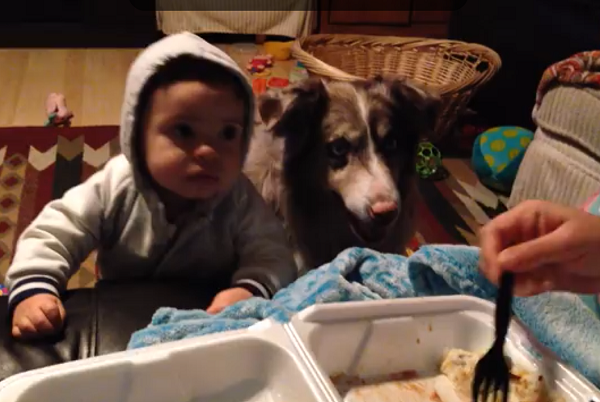 Σκύλος «μιλάει» και λέει τη λέξη “μαμά” για να φάει πρώτος! (video)