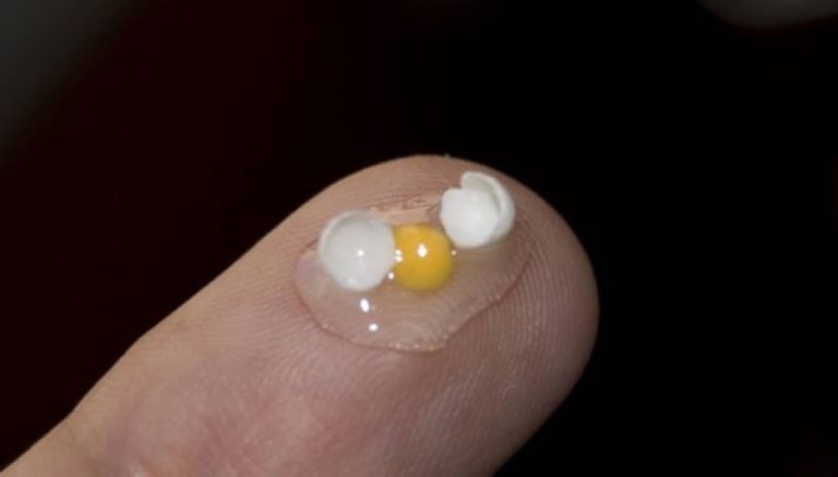 Βρέθηκε το μικρότερο αυγό στον κόσμο