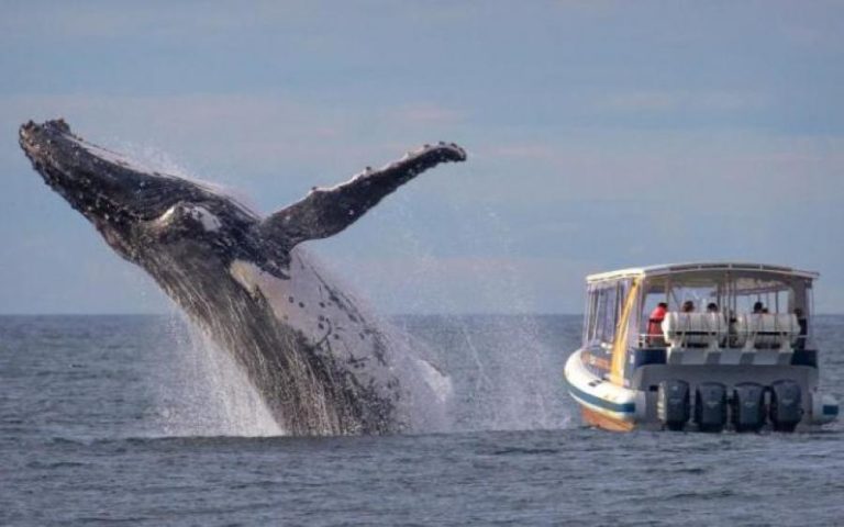 Κανείς δεν είδε την φάλαινα!