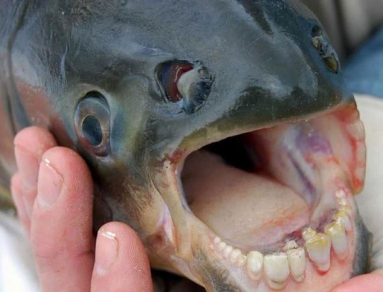 Πανικός: Ψάρι με ανθρώπινα δόντια!