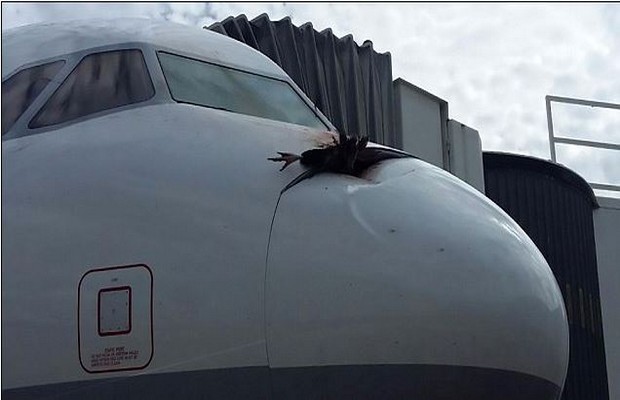 A Lufthansa passenger plane had to make a emergency landing after a vulture into its nose at 5,000ft