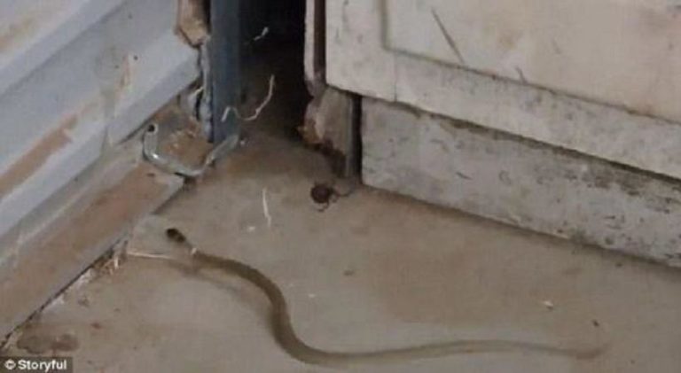 Εντυπωσιακή μάχη αράχνης με φίδι (video)