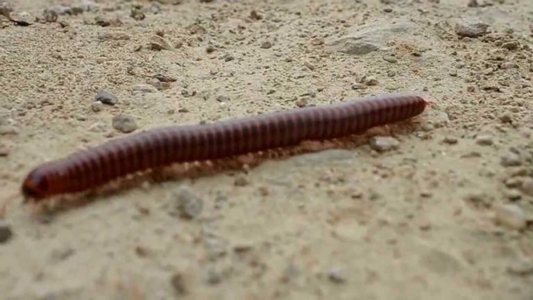 Ανακαλύφθηκε ζώο με 414 πόδια και 4… πέη