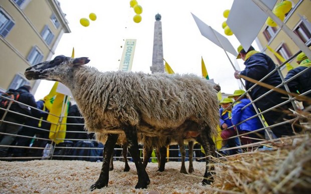 Η Ρώμη γέμισε πρόβατα (pics)