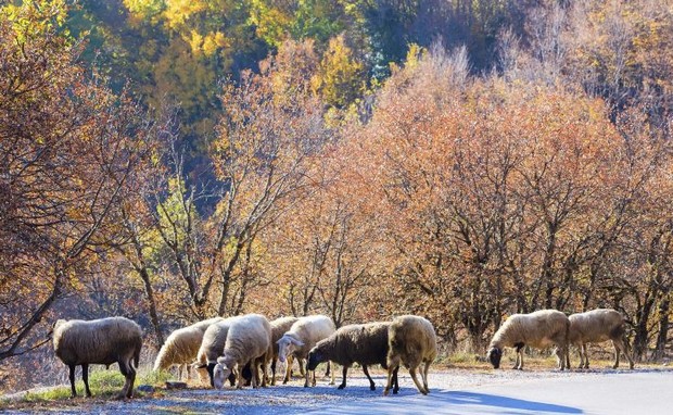 Πρόβατα έφαγαν 100 κιλά κάνναβης στη Μαγνησία