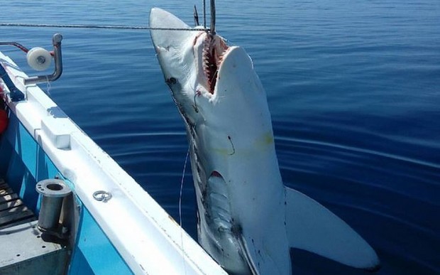 Έπιασαν καρχαρία στη Σκόπελο