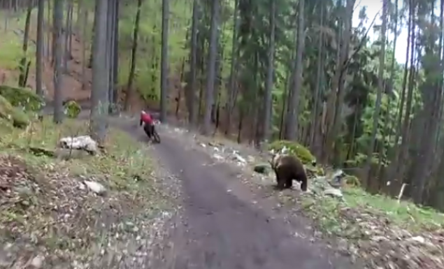 Αρκούδα κυνηγά ποδηλάτη (video)