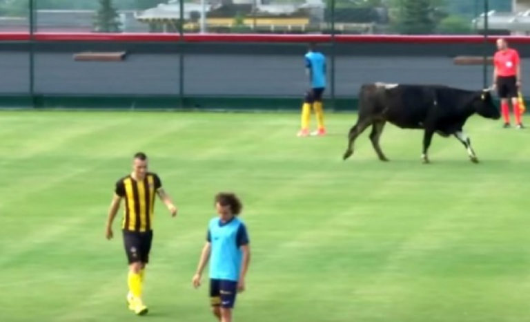 Αγελάδα “εισέβαλε” σε γήπεδο και διέκοψε φιλικό αγώνα! (VIDEO)