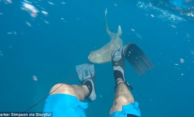 Καρχαρίας δαγκώνει ψαροντουφεκά στο πόδι