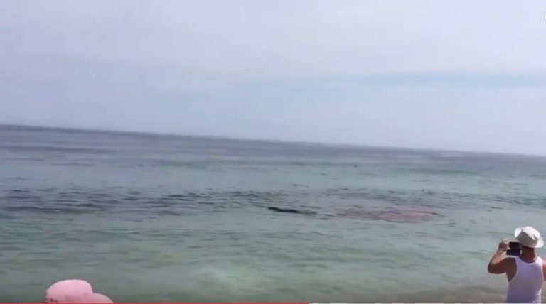 Επίθεση – ΣΟΚ από καρχαρία (video)