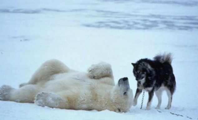 Πολική αρκούδα κάνει φίλους δύο σκυλιά