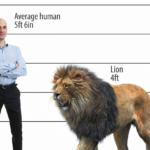 human lion 1