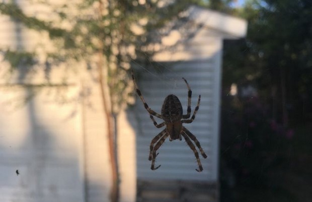 Δύο τρόποι για να μην πιάνει το σπίτι σας αράχνες