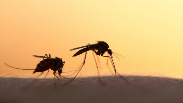 Η φυσική “άμυνα” για τα κουνούπια