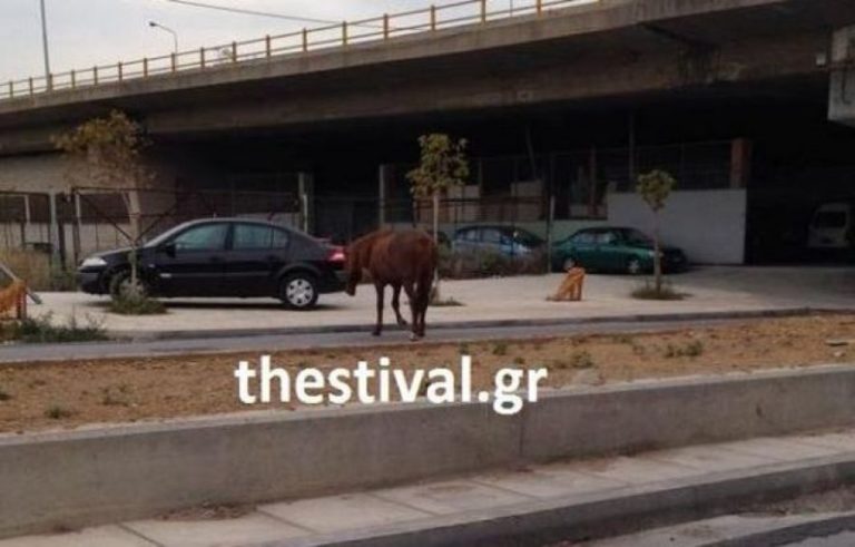 Άλογο… κόβει βόλτες στους δρόμους της Θεσσαλονίκης!