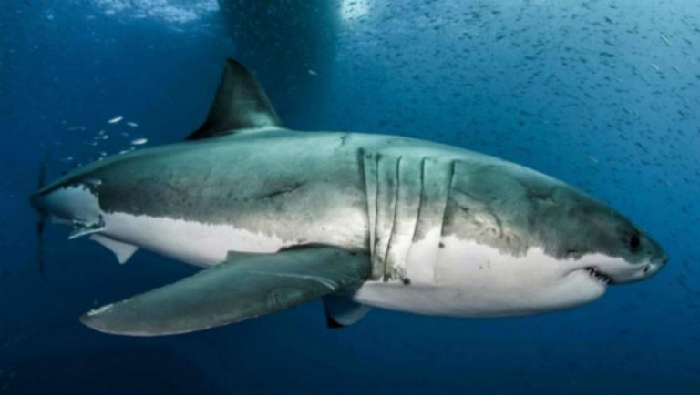 Το DNA του λευκού καρχαρία κρύβει μυστικά κατά του καρκίνου