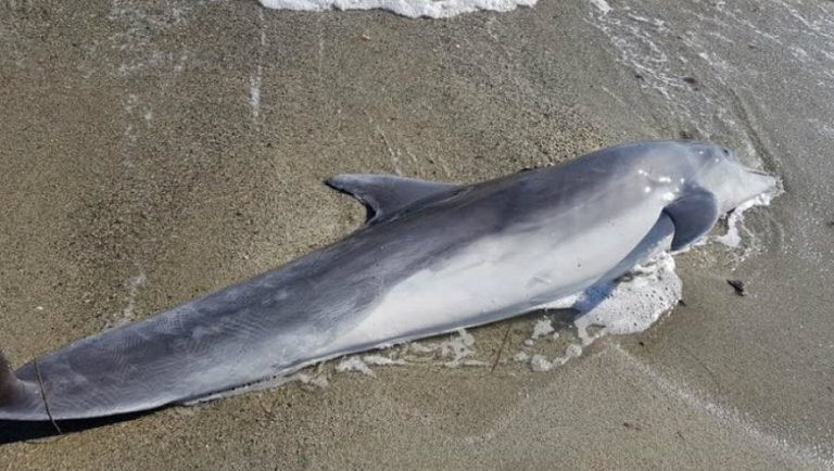 Ξεβράστηκε νεκρό δελφίνι (pics)