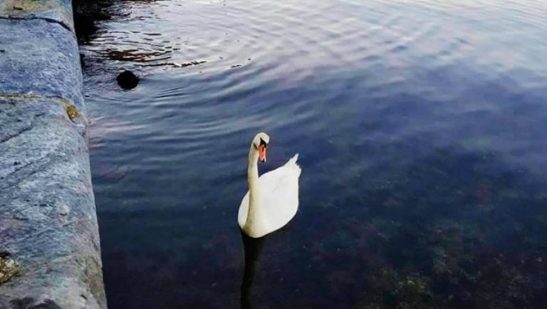 Ένας κύκνος στο Θερμαϊκό! (pic)