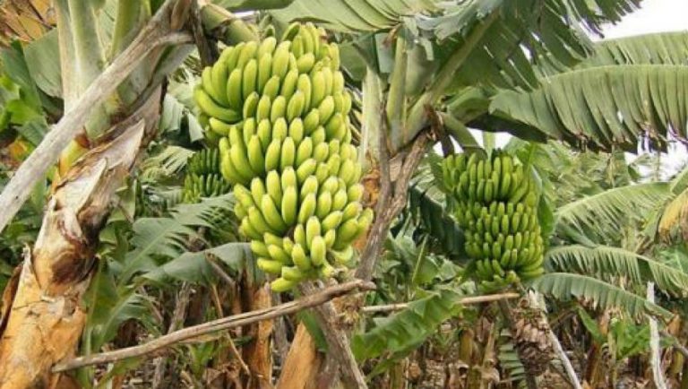 Απειλή για την παγκόσμια παραγωγή μπανάνας!