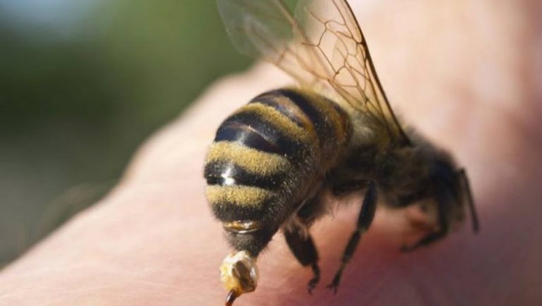 Πέθανε από τσίμπημα μέλισας