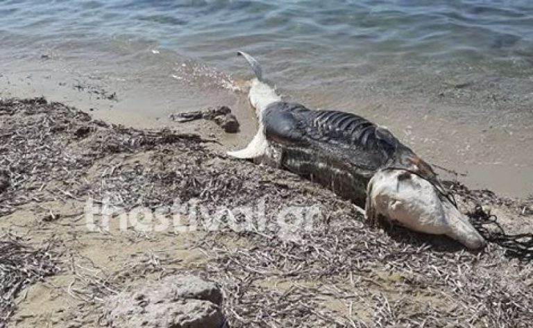 Αποκρουστική εικόνα σε παραλία της Χαλκιδικής