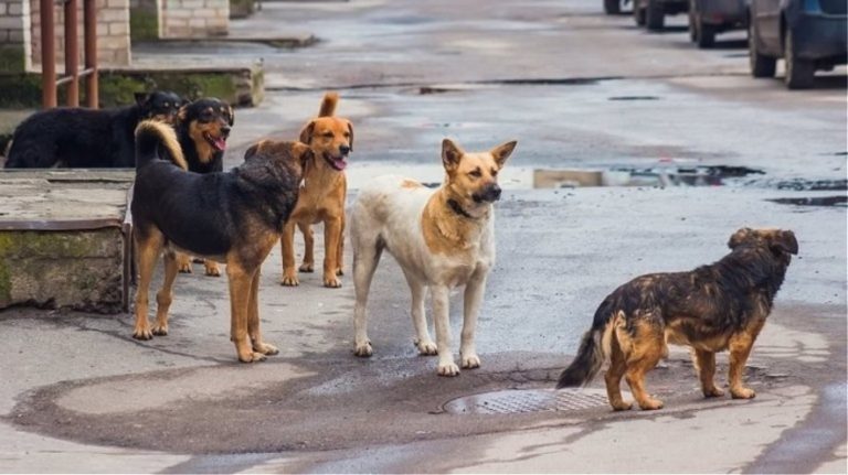 Σκυλιά δάγκωσαν και τραυμάτισαν μαθητές στη Θεσσαλονίκη