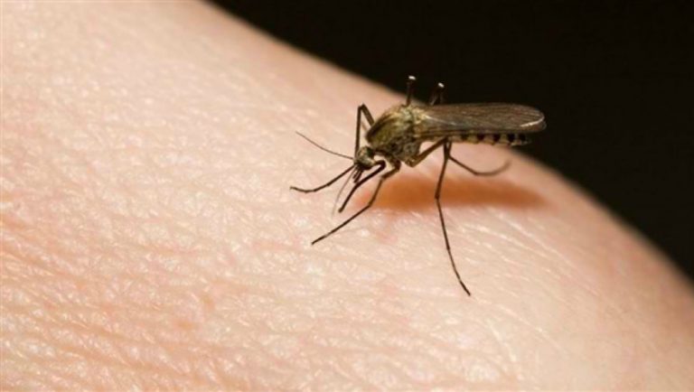 Γιατί υπάρχουν κουνούπια αυτή την εποχή;