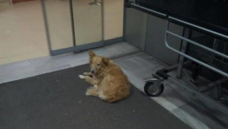 Σκυλίτσα «Χάτσικο» στον Βόλο