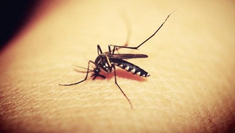 Γιατί στην Κρήτη εμφανίστηκαν κουνούπια τον Ιανουάριο;