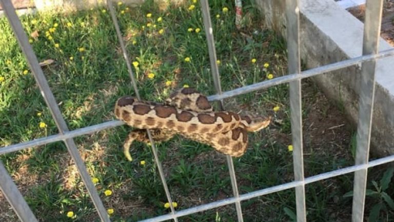 Θεσσαλονίκη: Εντοπίστηκε οχιά σε πάρκο (pic)
