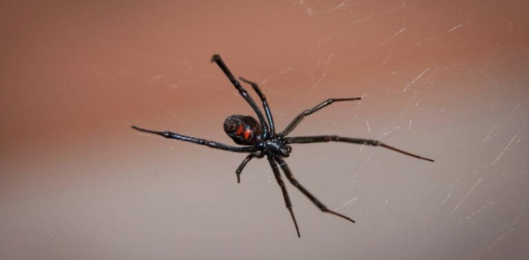 Πάτρα: Στη ΜΕΘ βρέφος 10 μηνών από τσίμπημα μαύρης αράχνης