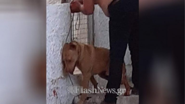 Άγρια κακοποίηση σκύλου στα Χανιά