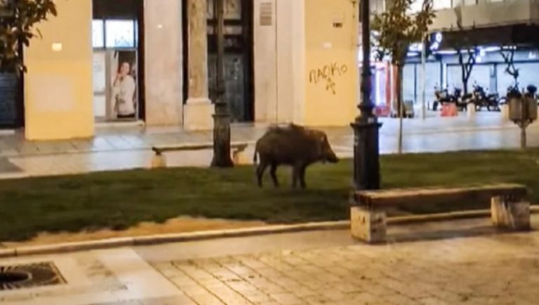 Με τσουρέκι και πανσέτα έπιασαν το αγριογούρουνο της Θεσ/νίκης