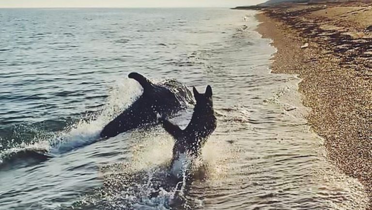 Δελφίνι βγαίνει στην ακτή για να παίξει με σκύλο (video)