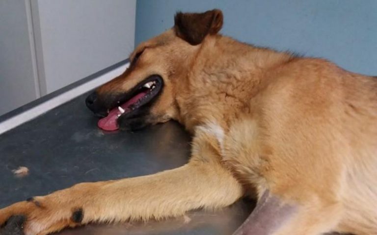 Θεσσαλονίκη: Συνελήφθη 25χρονος που σκότωσε σκύλο