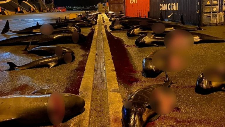 Νησιά Φερόε: Σφαγιάστηκαν ακόμα 52 δελφίνια!