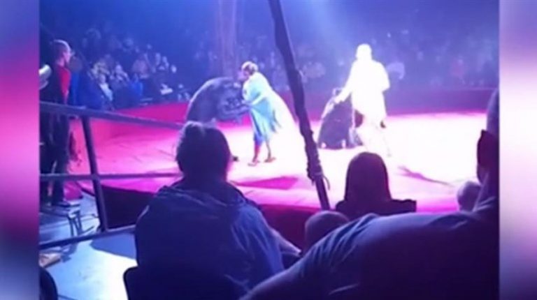 Τρόμος με αρκούδα στη Ρωσία (video)
