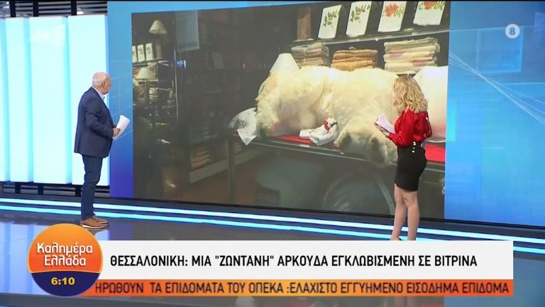Θεσσαλονίκη: «Ζωντανή» αρκούδα εγκλωβισμένη σε βιτρίνα! (vid)