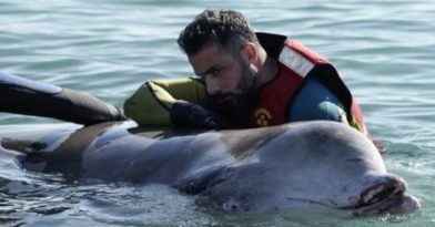 Νέο πρόβλημα με την τραυματισμένη φάλαινα (video)