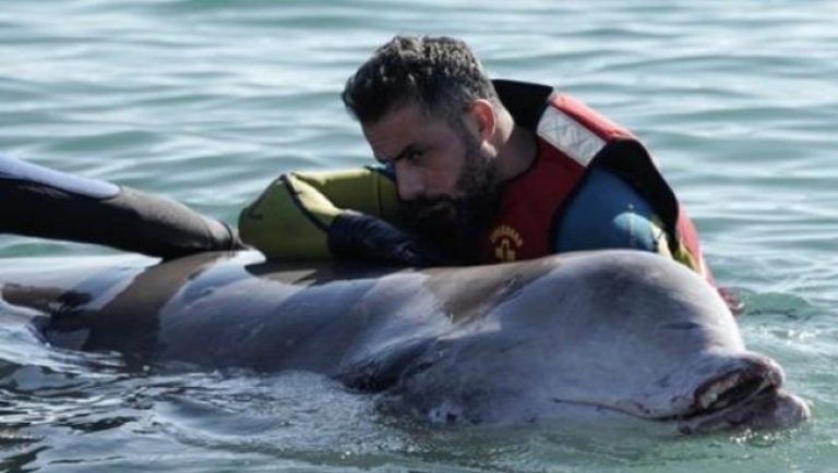 Νέο πρόβλημα με την τραυματισμένη φάλαινα (video)
