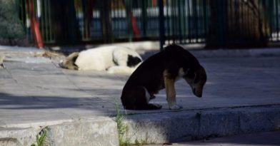 Κτηνωδία στον Βόλο: Σκότωσαν πέντε σκυλάκια