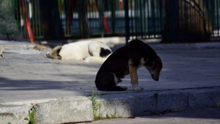 Κτηνωδία στον Βόλο: Σκότωσαν πέντε σκυλάκια