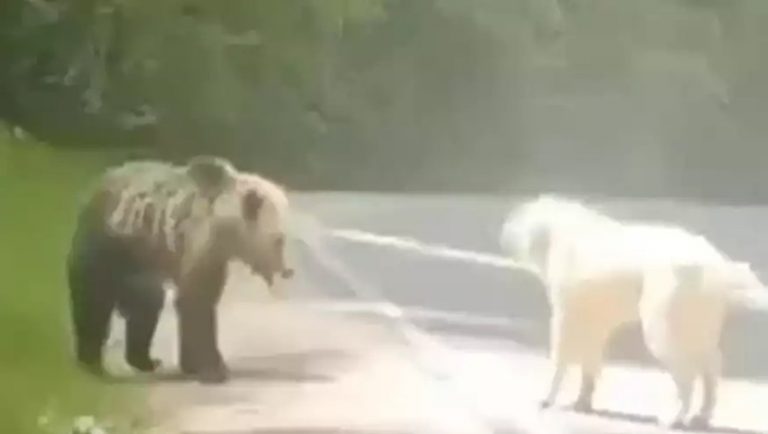Μέτσοβο: Σκύλος τα βάζει με αρκούδα και νικά! (video)