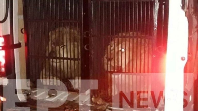 Λιοντάρια και τίγρης πάνε… Μύκονο!