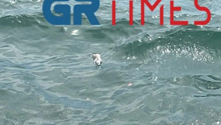 Ξεβράζει νεκρά ποντίκια ο Θερμαϊκός (videos)